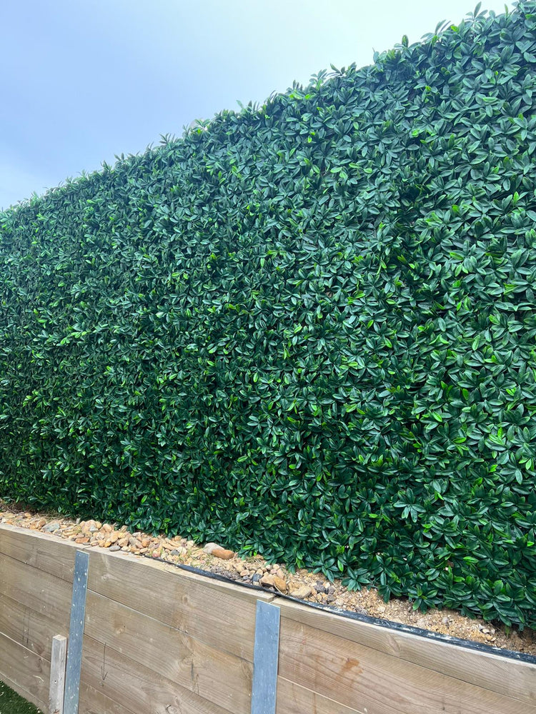 Laurel Hedge 1m x 1m