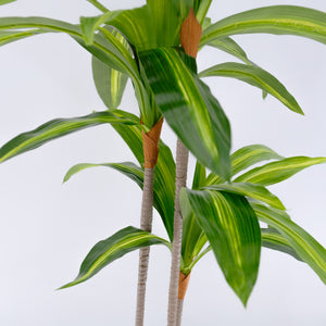 
                  
                    Artificial Dracaena Plant 100cm (UV-Outdoor)
                  
                