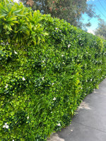 Premium Coastal Fern Hedge 1m x 1m