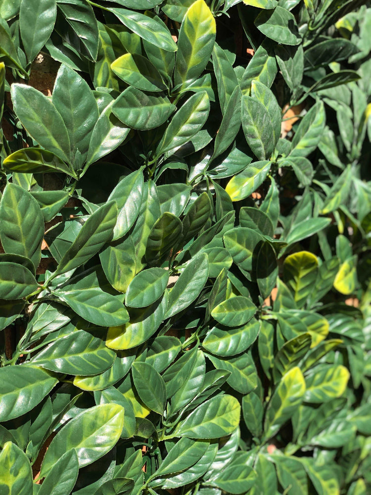 
                  
                    Bay Leaf Sunkissed Hedge
                  
                