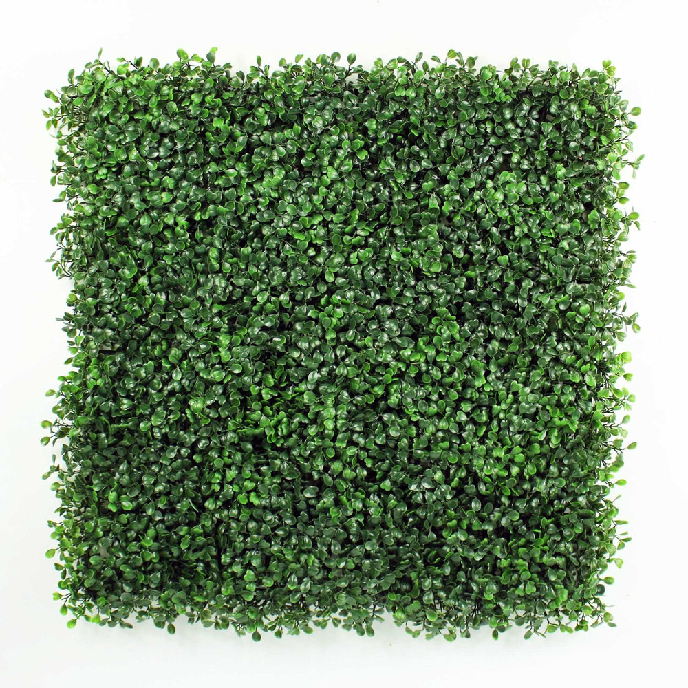 English Boxwood Hedge Dark Green 1m x 1m Panel