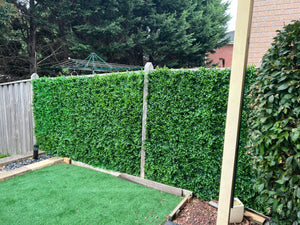
                  
                    South Yarra Style **NEW** 1m x 1m hedge
                  
                