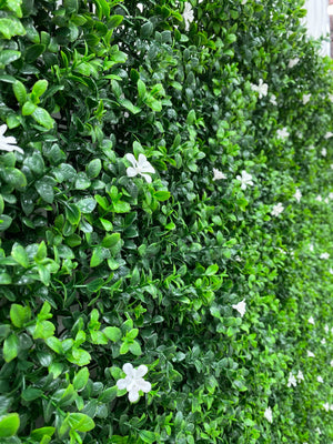 
                  
                    Boxwood Hedge White Jasmine Flowers
                  
                