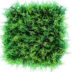 Multi fern boxwood hedge 1m x 1m