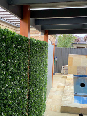 
                  
                    Boxwood Hedge White Jasmine Flowers
                  
                