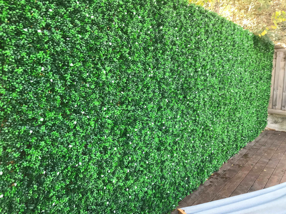 
                  
                    Boxwood Hedge White Jasmine Flowers
                  
                