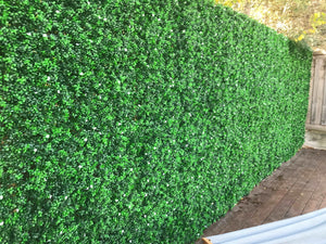 
                  
                    Boxwood Hedge White Jasmine Flowers
                  
                